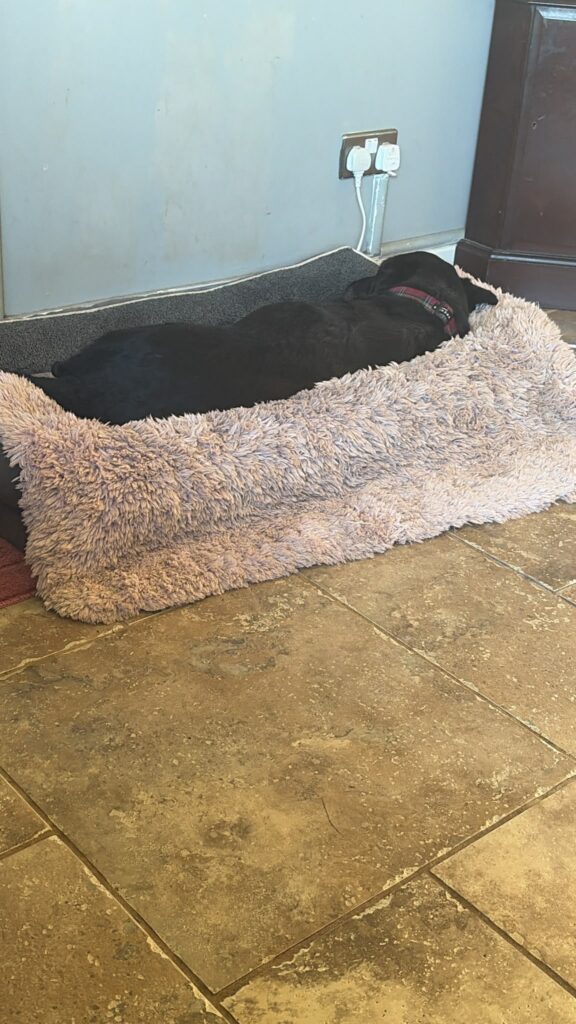Black dog settled comfortably in a large dog bed at Witney Dog Boarding