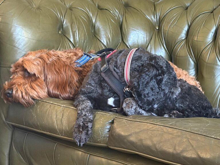Two dogs relaxing together on a sofa at Witney Dog Boarding and Grooming