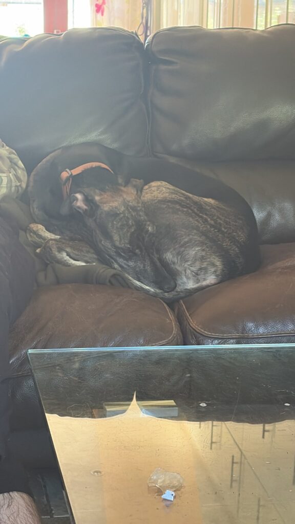 Two dogs curled up together and resting comfortably during their stay